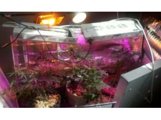 Kenevir yetiştirmek için evini seraya çevirmiş