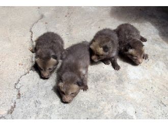 Evin mutfağına giren tilki dördüz doğurdu