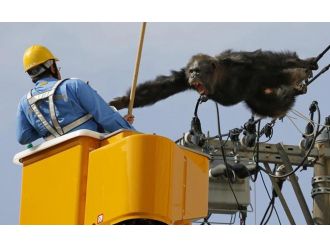 Firari şempanze elektrik tellerinde yakalandı