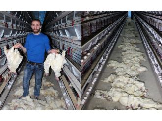 Elektrikler kesildi: 40 bin tavuk telef oldu