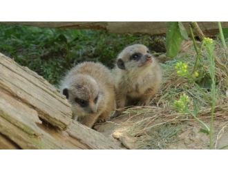 Hayvanat bahçesinin yeni gözdeleri