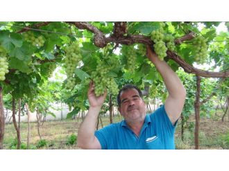 İlk Üzüm Hasadı: 15 TL’den Satıldı
