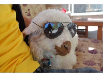 Böyle kuzu görülmedi