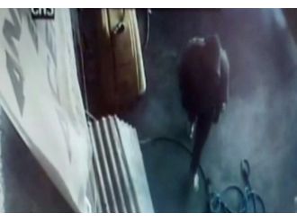 Yurdum hırsızı ! Çalacak bir şey bulamadı, çöpü alıp çıktı