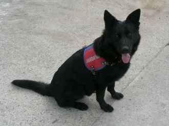 ’Dalga’, zehir tacirlerine göz açtırmıyor