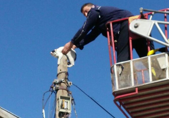 Çareyi Elektrik Direğine Tırmanmakta Buldu