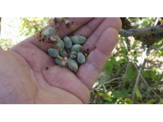 Kayısıda korkulan oldu