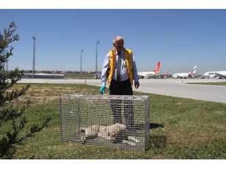 Uçuş trafiğini engelleyen köpekler için özel tim