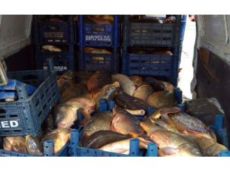 Elazığ’da 6 ton kaçak sazan ele geçirildi