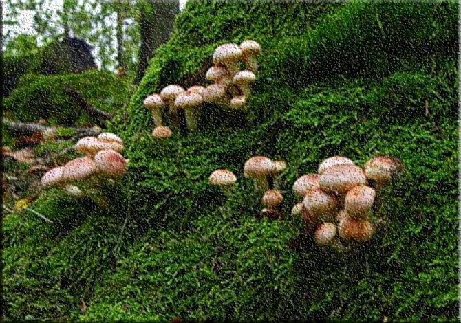 Mantar Toplamaya Giden İtfaiyeci Ölü Bulundu