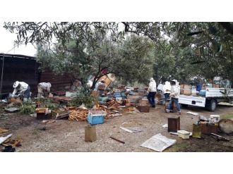 Arı kovanı taşıyan TIR devrildi