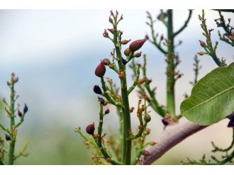 Fıstığı dolu vurdu
