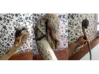 Yılan değil ağaç dalı !