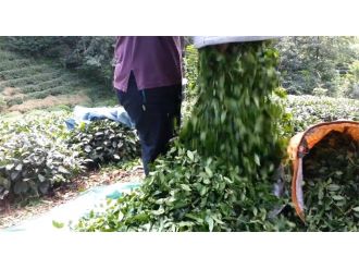 Çay alımı yarın başlıyor