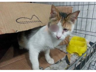 Şüpheli paketten kedi çıktı