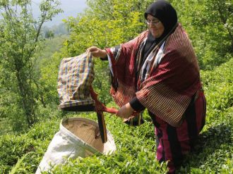 Yaş çay hasadı başladı