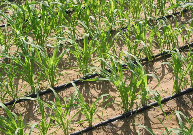 Hibe Desteği  Müracaatları Başladı