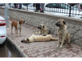 Köpeklerden vefa örneği