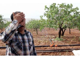 Fıstık üreticisini bekleyen tehlike!