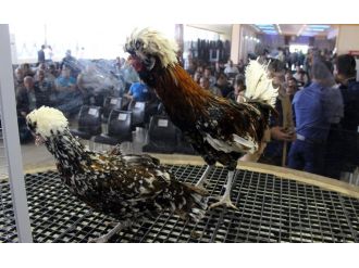 iPhone fiyatına tavuk