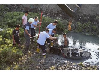 Bu da inek kurtarma operasyonu