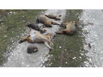 Bursa’da hayvan ölümlerinde şaşırtan rapor