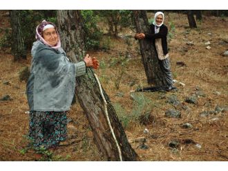 Halk ağaçlara sarıldı