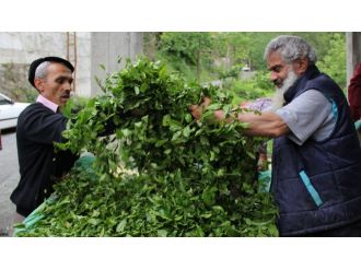 Yaş çay alım fiyatı açıklandı