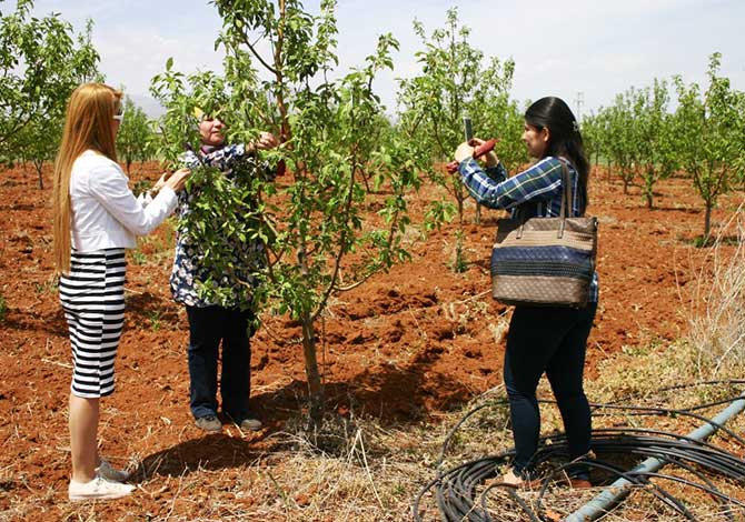 BİYOTEKNİK MÜCADELE YÖNTEMLERİ YAYGINLAŞIYOR