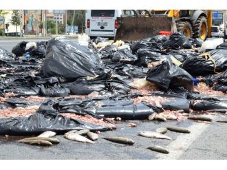 2 ton balık atığı yola döküldü