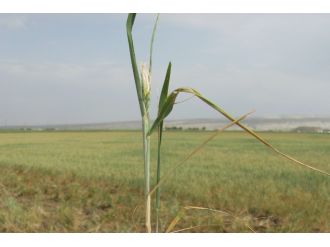 Çiftçiye 31 Mayıs uyarısı !