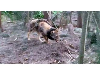 "Bu fotoğraf Denizli’de çekildi” haberiyle ilgili düzeltme