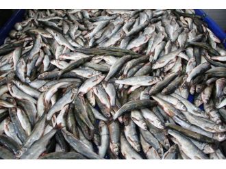 Balığın yüzde 70’i  Karadeniz’den