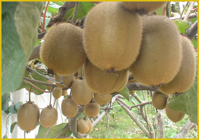 Kahramanmaraş’ta Kivi Yetiştiriciliğine Başlandı