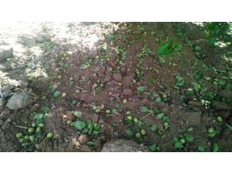 Aniden bastıran dolu kayısı üreticilerini üzdü