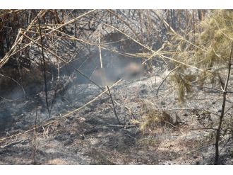 Zeytinlikteki yangına müdahale ederken canından oldu