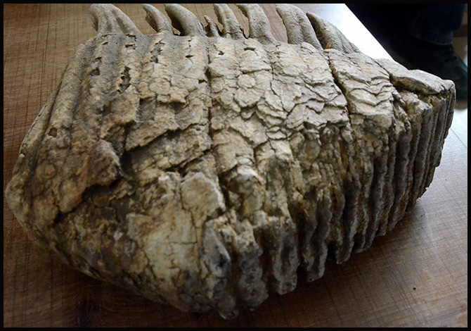 Mamut Kemiği Müzeye Teslim Edildi