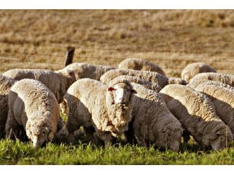 Esrar yiyen koyunlar kasabayı altüst etti