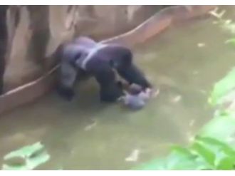 Minik çocuk goril kafesine düştü