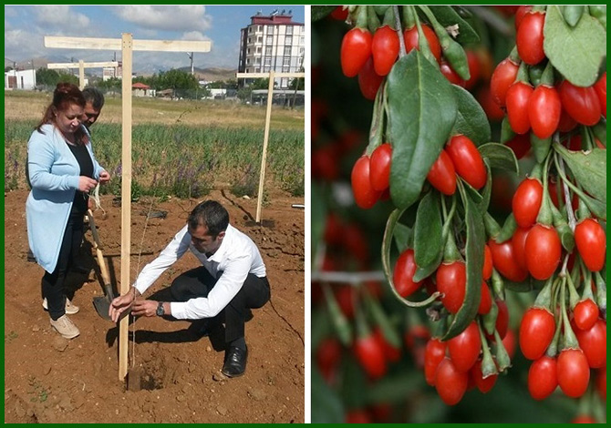 Afşinde Gojjyberry (Kurt Üzümü) Bahçesi Kuruldu