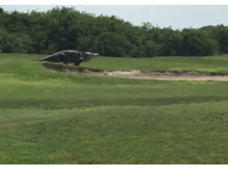 Golf sahasında dev timsah !