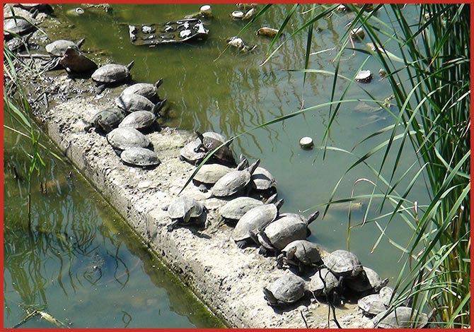 Kaplumbağalar Yeni Yaşam Alanlarına Taşınıyor