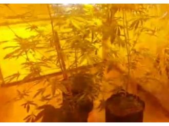 Evinin balkonunu uyuşturucu serasına çevirmiş