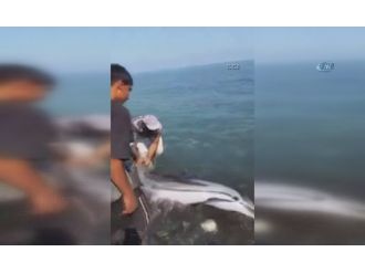 Karaya vuran yunusu çevredekiler kurtardı