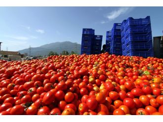 Domates fiyatları dibi gördü