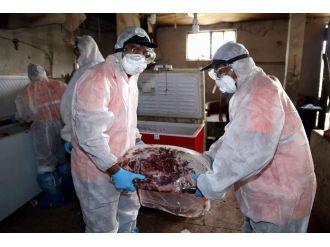 Tam 5 ton domuz eti !