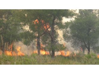 Hatay’da 25 hektar orman kül oldu