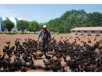 Kene korkusu patron yaptı