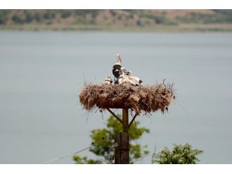 Leylek Festivali’ne anne leyleklerin şefkati damga vurdu
