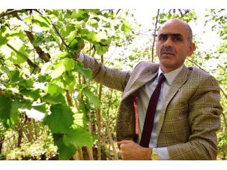 ABD’de açıklanan fındık rekoltesine tepki